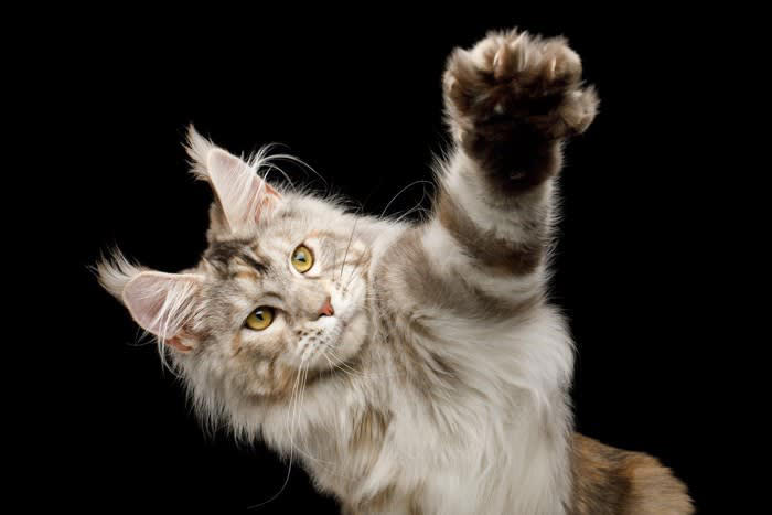 猫の『リンクスティップ』ってなに？, 『リンクスティップ』にまつわる4つの豆知識, 1.アンテナのような役割を果たす, 2.ヤマネコの耳毛という意味を持つ, 3.大型の長毛種に見られることが多い, 4.自分の顔を大きく見せる効果がある