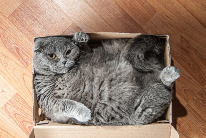 1.猫が覚えやすくする, 2.他の猫と響きが似ていない名前, 3.性別と合った名前, 4.成長した後のことも考える, 5.変わった名前に注意