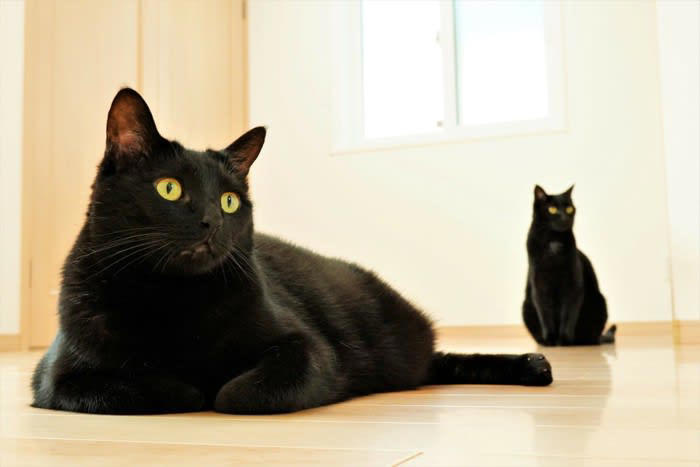 黒猫のエンゼルマークとは？, 黒猫のエンゼルマークの悲しい歴史, 黒猫にエンゼルマークができるのはなぜ？, エンゼルマークのある黒猫の性格は？