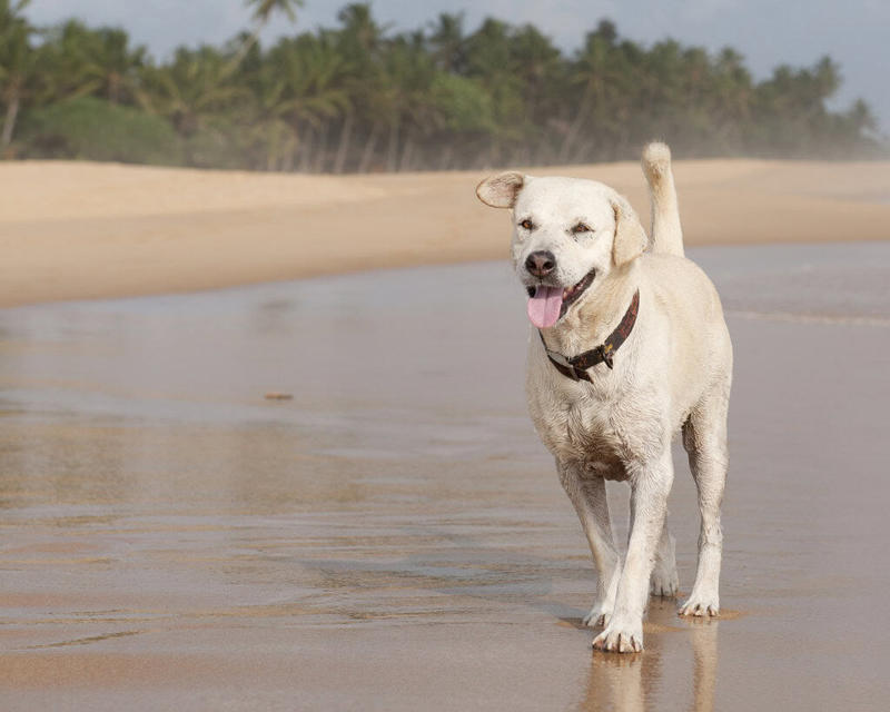 Can Animals Understand Human Emotions? The Science of Canine Emotional Recognition, Scent Detection of Emotional Changes, Facial Expression Recognition, Behavioral Changes Detection, Auditory Cues and Voice Recognition, Empathy and Emotional Contagion, The Role of Oxytocin in Emotional Bond, Breed Differences in Emotional Sensitivity, The Impact of Training on Emotional Detection, Comforting Behaviors Dogs Display, When Emotional Detection Goes Wrong, Strengthening Your Emotional Bond