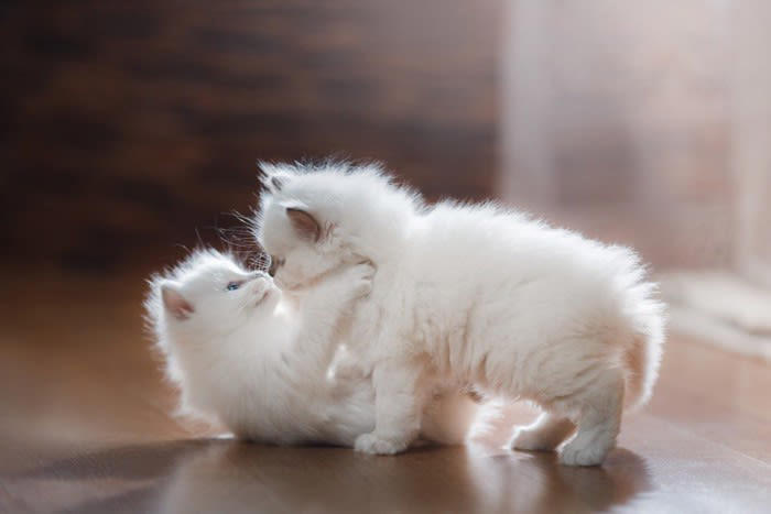 1.猫が覚えやすくする, 2.他の猫と響きが似ていない名前, 3.性別と合った名前, 4.成長した後のことも考える, 5.変わった名前に注意
