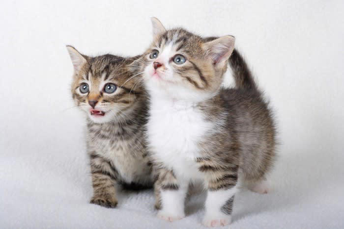 1.猫が覚えやすくする, 2.他の猫と響きが似ていない名前, 3.性別と合った名前, 4.成長した後のことも考える, 5.変わった名前に注意
