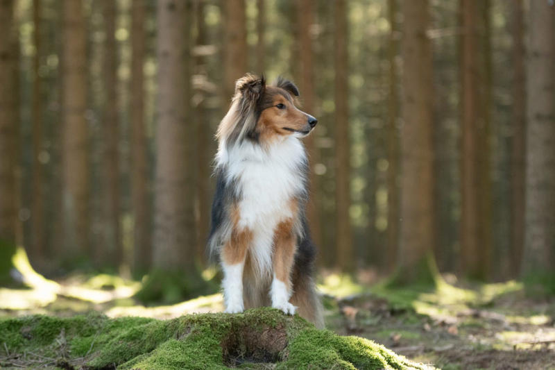 7) Shetland Sheepdog 1) Icelandic Sheepdog, 3) German Shepherd, 4) Smooth Faced Pyrenean Sheepdog, 5) Anatolian Shepherd Dog, 6) Old English Sheepdog, 7) Shetland Sheepdog