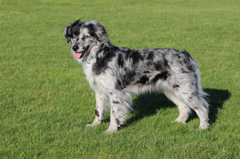 4) Smooth Faced Pyrenean Sheepdog 1) Icelandic Sheepdog, 3) German Shepherd, 4) Smooth Faced Pyrenean Sheepdog, 5) Anatolian Shepherd Dog, 6) Old English Sheepdog, 7) Shetland Sheepdog