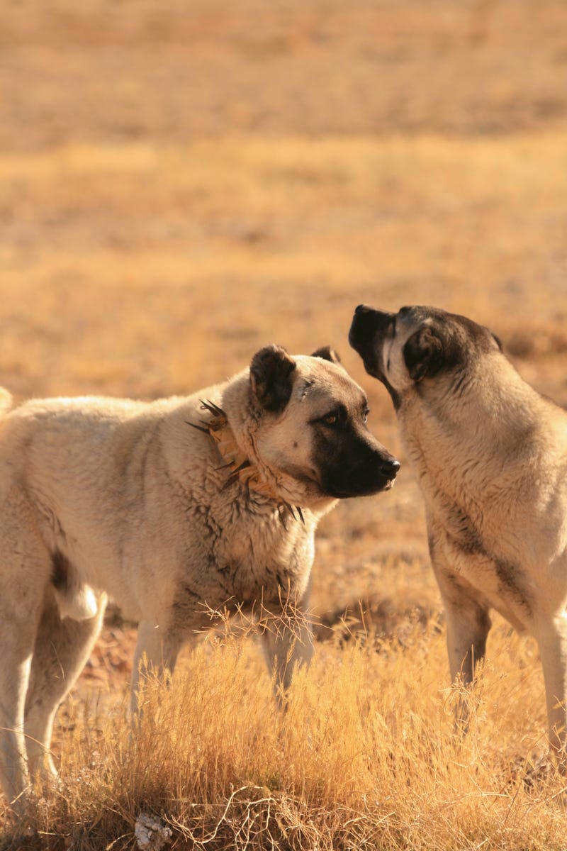5) Anatolian Shepherd Dog 1) Icelandic Sheepdog, 3) German Shepherd, 4) Smooth Faced Pyrenean Sheepdog, 5) Anatolian Shepherd Dog, 6) Old English Sheepdog, 7) Shetland Sheepdog
