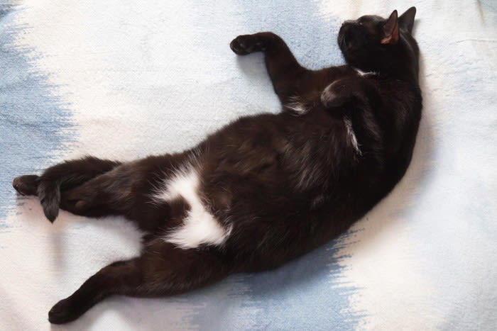 黒猫のエンゼルマークとは？, 黒猫のエンゼルマークの悲しい歴史, 黒猫にエンゼルマークができるのはなぜ？, エンゼルマークのある黒猫の性格は？