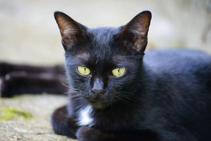 黒猫のエンゼルマークとは？, 黒猫のエンゼルマークの悲しい歴史, 黒猫にエンゼルマークができるのはなぜ？, エンゼルマークのある黒猫の性格は？