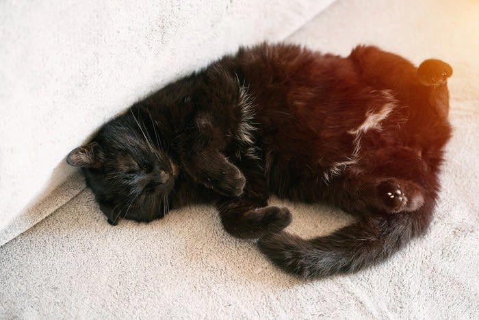 黒猫のエンゼルマークとは？, 黒猫のエンゼルマークの悲しい歴史, 黒猫にエンゼルマークができるのはなぜ？, エンゼルマークのある黒猫の性格は？