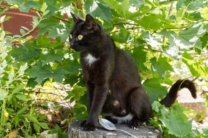 黒猫のエンゼルマークとは？, 黒猫のエンゼルマークの悲しい歴史, 黒猫にエンゼルマークができるのはなぜ？, エンゼルマークのある黒猫の性格は？