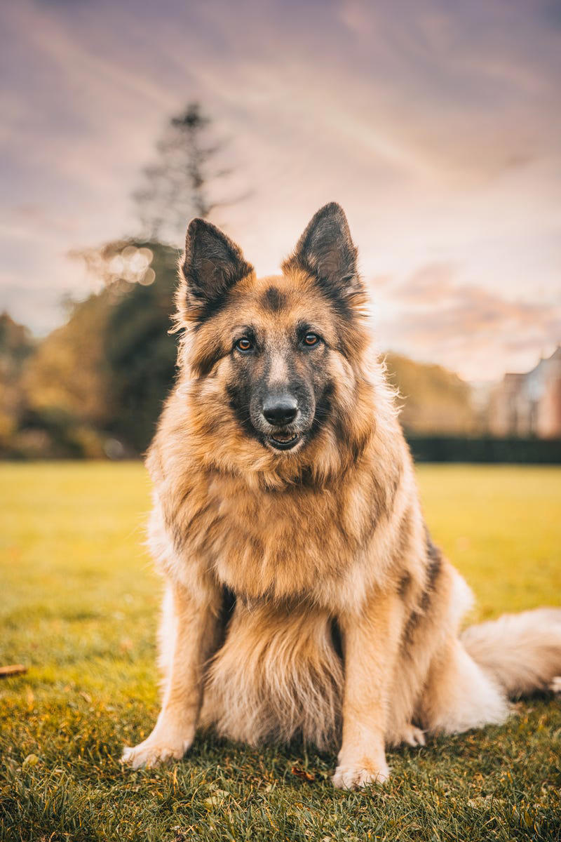 3) German Shepherd 1) Icelandic Sheepdog, 3) German Shepherd, 4) Smooth Faced Pyrenean Sheepdog, 5) Anatolian Shepherd Dog, 6) Old English Sheepdog, 7) Shetland Sheepdog