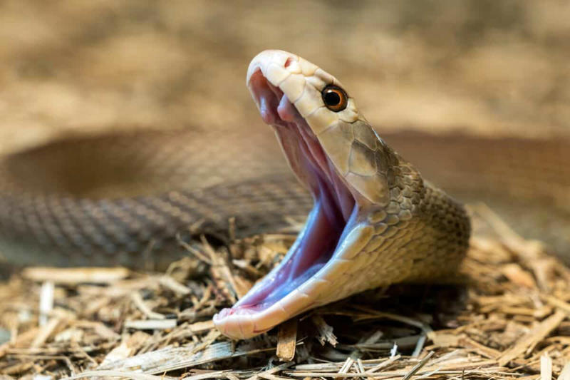 The Mechanics of a Snake Strike, The General Rule of Strike Distance, Species Variations in Strike Distance, Factors That Influence Strike Distance, The Speed Factor: How Fast Do Snakes Strike?, Record-Breaking Snake Strikes, Defensive vs. Predatory Strikes, Vertical Strike Capabilities, Safe Distances for Different Snake Species, Myths and Misconceptions About Snake Strikes, Staying Safe Around Snakes