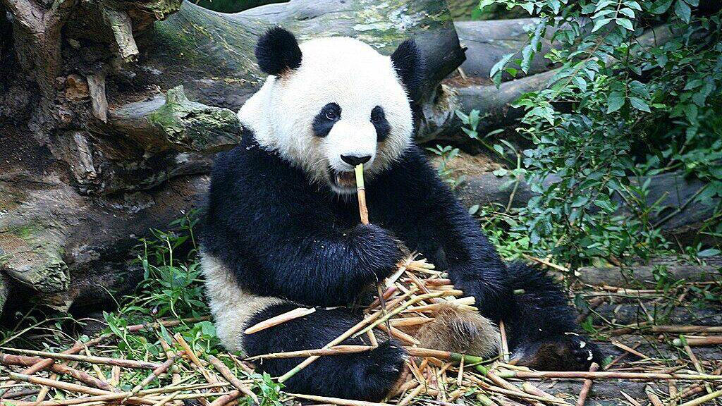 Misconceptions About Panda Sociability 1. Giant Pandas, 2. African Elephants, 3. Lions, 4. Gorillas, 5. Giraffes, 6. Penguins, 7. Tigers, 8. Polar Bears, 9. Chimpanzees, 10. Sea Lions and Seals, 11. Red Pandas, 12. Meerkats