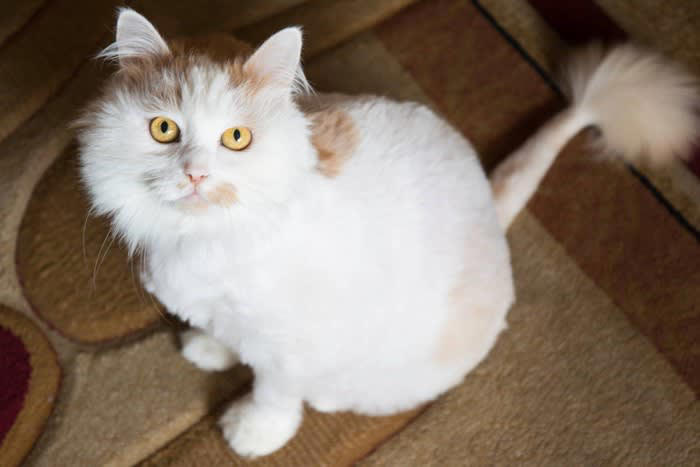 猫をサマーカットにするメリット, 通気性がよくなり涼しく感じる, 皮膚の異常を見つけやすくなる, 抜け毛・毛玉対策になる, 猫をサマーカットにするデメリット, 体温調節ができなくなる, 日光皮膚炎に悩まされる, 毛が生えてこなくなる場合がある