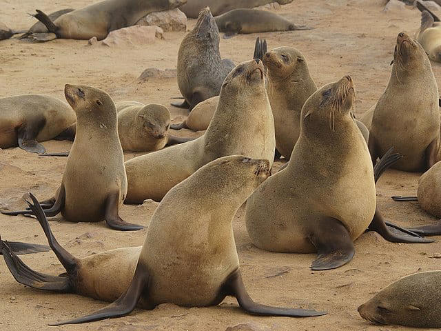 A Form of Acoustic Communication, Male Dominance Displays, Attracting Potential Mates, Group Coordination and Communication, Warning Signals About Predators, Differences Between Species, The Physical Mechanics of Seal Clapping, Research Challenges and Discoveries, Evolutionary Origins of Clapping, Clapping in Captivity Versus the Wild