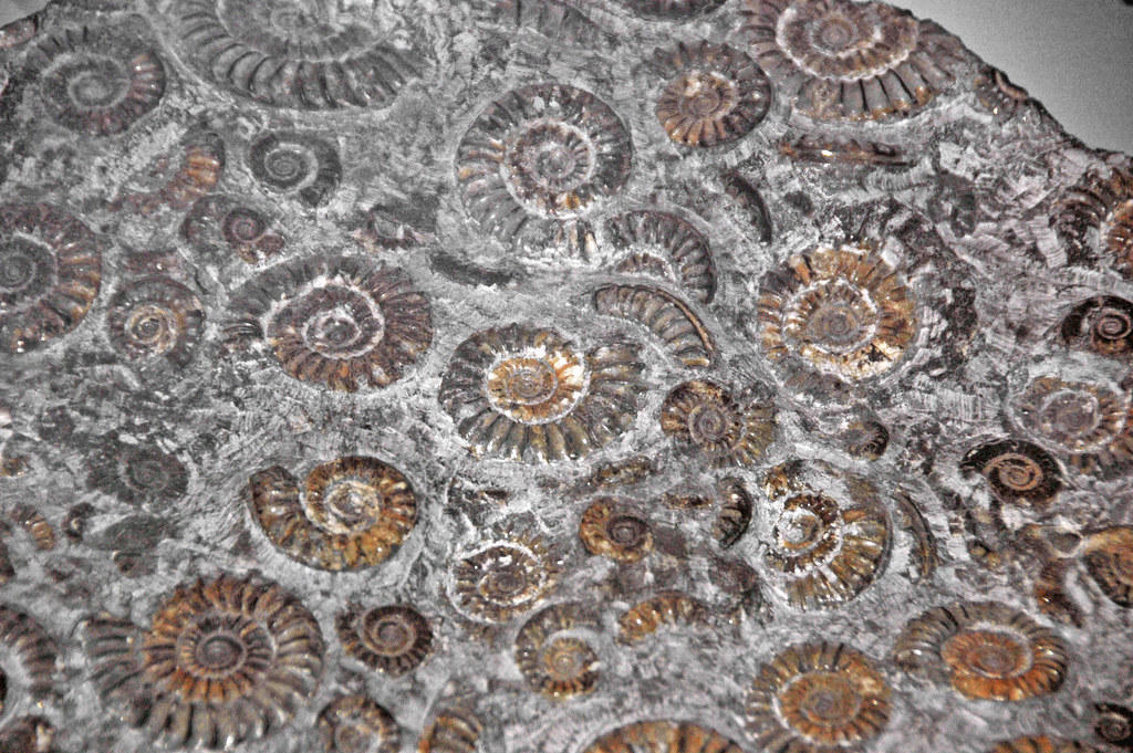The Jurassic Coast That Time Forgot, A Paleontologist's Paradise Discovered, The Sauropod Giants of Ancient Scotland, Theropod Predators: Scotland's Ancient Hunters, Marine Reptiles: Rulers of Jurassic Seas, Flying Reptiles: Pterosaurs Over Ancient Skies, The Geological Time Machine, Revolutionary Discovery Methods, The Citizen Science Revolution, Climate Clues from Ancient Scotland, Educational Impact and Public Engagement, Conservation Challenges and Solutions, International Scientific Collaboration, Future Discoveries Await, Economic and Cultural Impact, Global Significance of Scottish Fossils, Looking to the Future