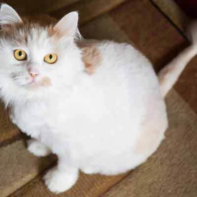 猫をサマーカットにするメリット, 通気性がよくなり涼しく感じる, 皮膚の異常を見つけやすくなる, 抜け毛・毛玉対策になる, 猫をサマーカットにするデメリット, 体温調節ができなくなる, 日光皮膚炎に悩まされる, 毛が生えてこなくなる場合がある