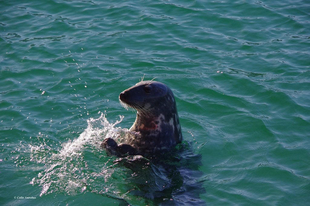 A Form of Acoustic Communication, Male Dominance Displays, Attracting Potential Mates, Group Coordination and Communication, Warning Signals About Predators, Differences Between Species, The Physical Mechanics of Seal Clapping, Research Challenges and Discoveries, Evolutionary Origins of Clapping, Clapping in Captivity Versus the Wild