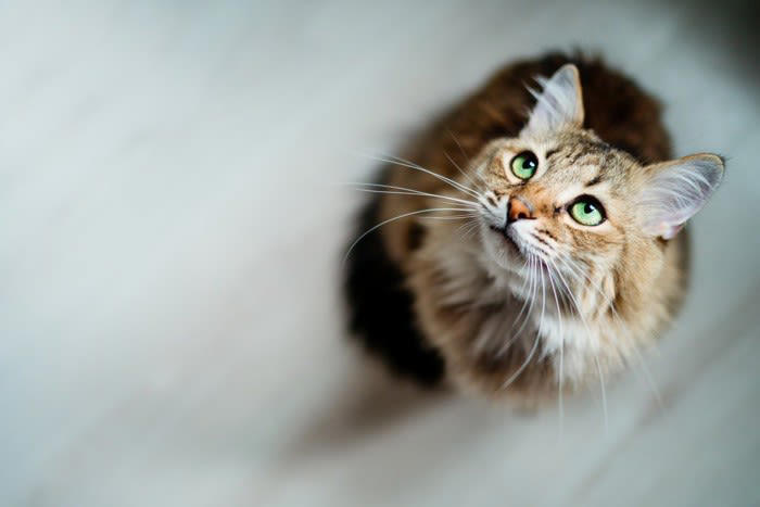 1.飼い主の手や髪の毛をグルーミング, 2.飼い主の声に合わせて返事をする, 4.飼い主に合わせて欲求を抑える, 5.プレゼントをくれる