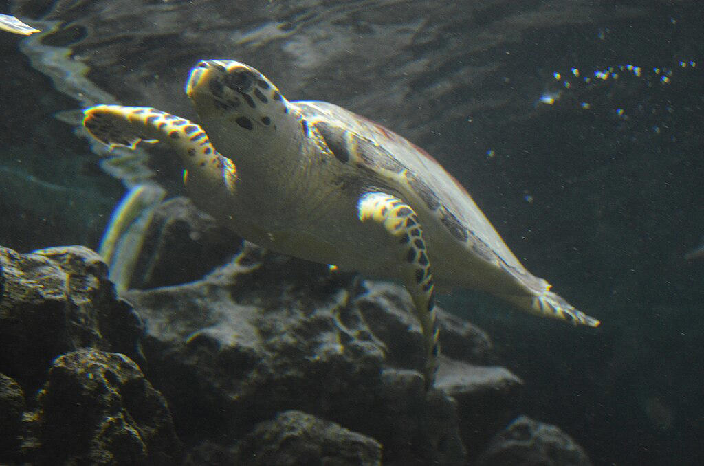 Sea Creatures With the Most Extreme Breath-Holding Abilities The Unlikely Champion: Freshwater Turtles That "Breathe" Through Their Cloacas, The Deep-Diving Whales: Masters of Oxygen Conservation, The Leatherback Turtle: A Cold-Water Diving Machine, The Crocodilian Edge: Fear-Induced Record Breakers, The Loggerhead Turtle’s Secret: A 10-Hour Nap Underwater, Elephant Seals: The Endurance Athletes of the Mammal World