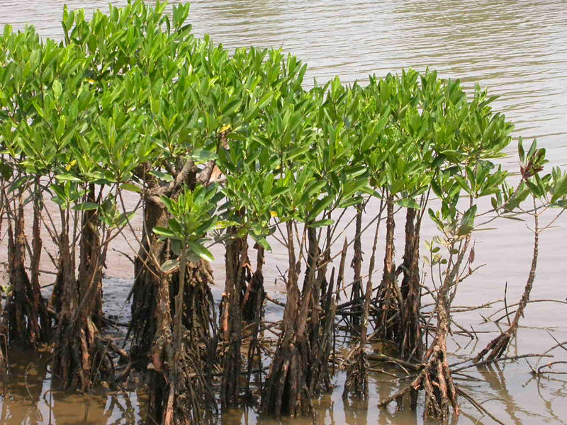 Wildlife on the Move: Ecosystem Upheaval The Eemian Interglacial: A Time of Warmth and High Seas, How Much Water Is 6 to 9 Meters of Sea Level Rise?, Why Did the Eemian Seas Rise So High?, Modern Sea Level Rise: How Fast Are We Catching Up?, The Fate of Coastal Cities, Disappearing Islands and Sinking Nations, Flooded River Deltas and Agricultural Heartlands, Redrawing the World Map: New Coastlines, Impact on Freshwater Resources, Wildlife on the Move: Ecosystem Upheaval, Economic Catastrophe: The Price of Inaction, Mass Migration and the Human Toll, Losing Cultural Heritage and History, Storm Surges: Higher Seas, Deadlier Storms, Changing Ocean Currents and Weather Patterns, Loss of Biodiversity in Coastal Zones, Health Risks from Waterborne Diseases, Adapting Infrastructure: Can We Build Our Way Out?, The Psychological Impact: Anxiety, Loss, and Resilience, Learning from the Past: The Eemian’s Cautionary Tale, The Race Against Time: Will We Act?