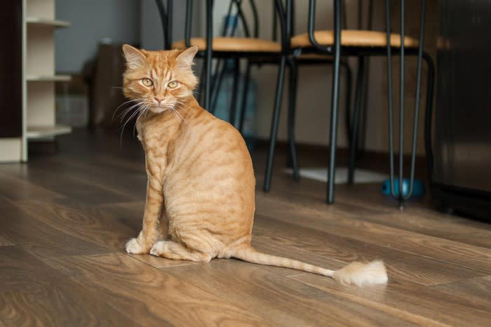 猫をサマーカットにするメリット, 通気性がよくなり涼しく感じる, 皮膚の異常を見つけやすくなる, 抜け毛・毛玉対策になる, 猫をサマーカットにするデメリット, 体温調節ができなくなる, 日光皮膚炎に悩まされる, 毛が生えてこなくなる場合がある