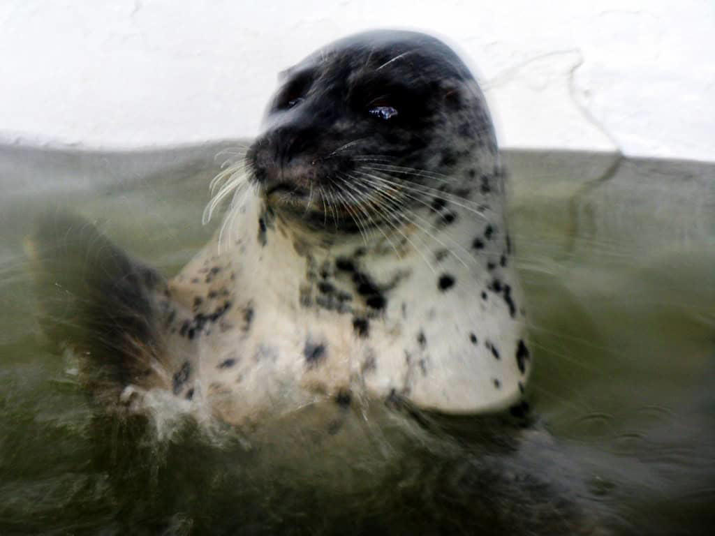 A Form of Acoustic Communication, Male Dominance Displays, Attracting Potential Mates, Group Coordination and Communication, Warning Signals About Predators, Differences Between Species, The Physical Mechanics of Seal Clapping, Research Challenges and Discoveries, Evolutionary Origins of Clapping, Clapping in Captivity Versus the Wild