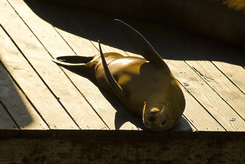 A Form of Acoustic Communication, Male Dominance Displays, Attracting Potential Mates, Group Coordination and Communication, Warning Signals About Predators, Differences Between Species, The Physical Mechanics of Seal Clapping, Research Challenges and Discoveries, Evolutionary Origins of Clapping, Clapping in Captivity Versus the Wild
