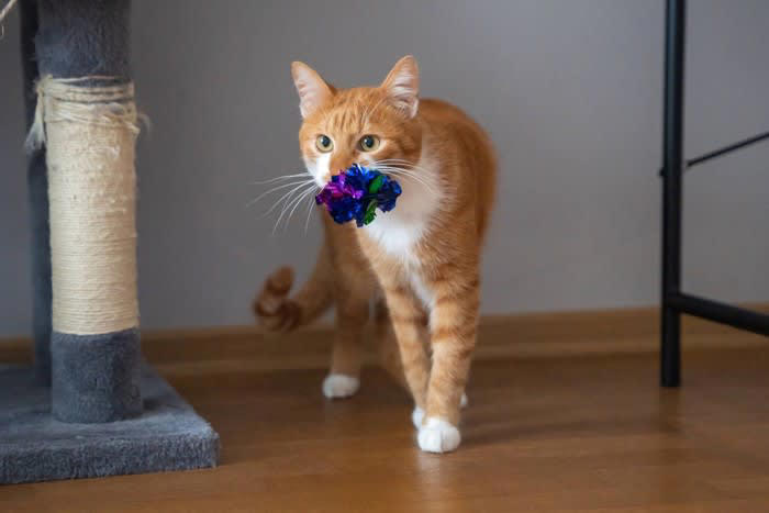 1.飼い主の手や髪の毛をグルーミング, 2.飼い主の声に合わせて返事をする, 4.飼い主に合わせて欲求を抑える, 5.プレゼントをくれる