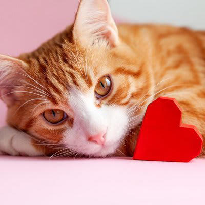 1.飼い主の手や髪の毛をグルーミング, 2.飼い主の声に合わせて返事をする, 4.飼い主に合わせて欲求を抑える, 5.プレゼントをくれる