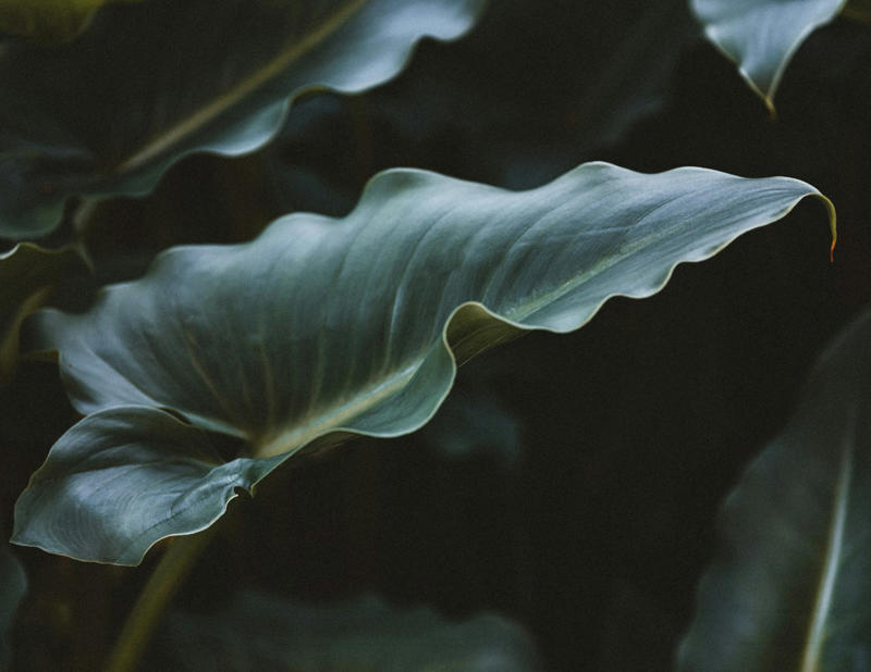This Plant Acts Like a Mammal: It ‘Sweats’ to Stay Cool The Desert Survivor That Defied Science, How Plant Sweating Actually Works, The Elephant Ear's Extreme Cooling System, Why Some Plants Need to Sweat While Others Don't, The Science Behind Plant Temperature Regulation, When Water Becomes a Weapon Against Heat, Other Plants That Have Mastered the Art of Sweating, The Evolutionary Journey to Plant Sweating, How Climate Change Affects Plant Sweating, The Hidden Benefits of Plant Sweating for Ecosystems, Measuring and Studying Plant Sweat in the Laboratory, Practical Applications for Agriculture and Gardening, The Role of Humidity in Plant Sweating, Comparing Plant and Animal Cooling Systems, The Future of Research in Plant Thermal Biology, What This Means for Our Understanding of Life, Conservation Implications for Sweating Plants, Simple Ways to Observe Plant Sweating at Home