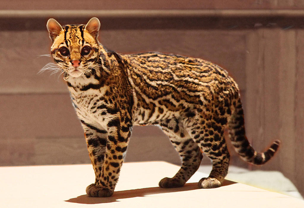 What Happens When Big Cats Lose Their Apex Status in the Food Chain The Silent Stalker Becomes the Hunted, Tigers Trading Territories for Survival, Lions Learning to Live in Fear, Jaguars Adapting to Urban Jungles, Cheetahs Outrun by Extinction, Snow Leopards Descending from Their Thrones, Pumas Pushed to the Brink, Lynx Learning New Survival Rules, Servals Struggling in Shrinking Savannas, Ocelots Operating in Overtime, Sand Cats Surviving Desert Chaos, Caracals Caught in the Crossfire, Margays Maneuvering Through Mayhem, Fishing Cats Facing Dry Spells, Manuls Mastering New Territories, The Psychological Toll of Fallen Kingdoms, When Predators Become Prey