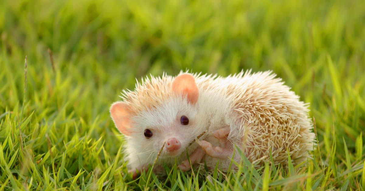 1. Sugar Gliders Are Tiny and Fluffy, 2. Don’t Let Axolotls Fool You, 3. Fennec Foxes Are The Big-Eared Cuties You’ve Been Waiting For, 4. Capybaras Are the World’s Largest Rodents, 5. Kinkajous Are the Cutest Rainforest Mammals, 6. Savannah Cats Can Be Both Wild And Domestic, 7. Macaws Are Beautiful Exotic Birds, 8. Wallabies Are Like Mini Kangaroos, 9. Tarantulas Are The Fuzzy Exotic Pet You Didn’t Know You Needed, 10. Servals Can Leap Like a Boss, 11. Hedgehogs Are Just Tiny Balls of Attitude, 12. Coatimundis: Curious Noses and Mischievous Minds, 13. Marmosets Have Big Energy, 14. Genets Are Always on the Move, 15. Green Tree Pythons Are Stunning Snakes, 16. Bengal Cats Have a Wild Look, 17. Slow Lorises Have Eyes That Will Draw You In