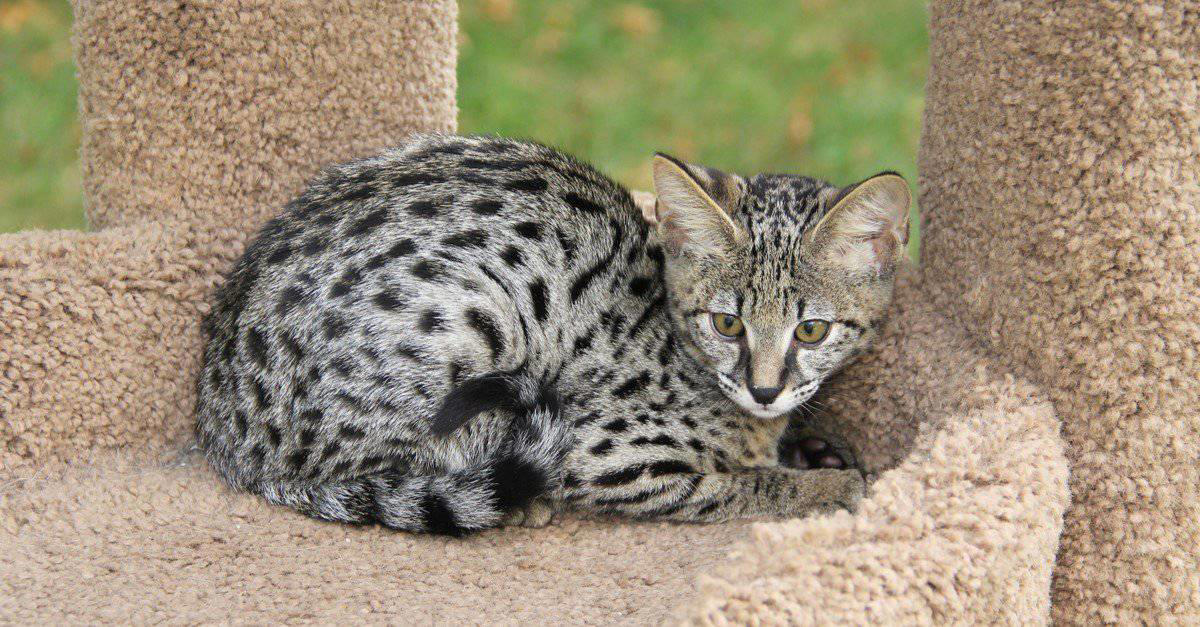 1. Sugar Gliders Are Tiny and Fluffy, 2. Don’t Let Axolotls Fool You, 3. Fennec Foxes Are The Big-Eared Cuties You’ve Been Waiting For, 4. Capybaras Are the World’s Largest Rodents, 5. Kinkajous Are the Cutest Rainforest Mammals, 6. Savannah Cats Can Be Both Wild And Domestic, 7. Macaws Are Beautiful Exotic Birds, 8. Wallabies Are Like Mini Kangaroos, 9. Tarantulas Are The Fuzzy Exotic Pet You Didn’t Know You Needed, 10. Servals Can Leap Like a Boss, 11. Hedgehogs Are Just Tiny Balls of Attitude, 12. Coatimundis: Curious Noses and Mischievous Minds, 13. Marmosets Have Big Energy, 14. Genets Are Always on the Move, 15. Green Tree Pythons Are Stunning Snakes, 16. Bengal Cats Have a Wild Look, 17. Slow Lorises Have Eyes That Will Draw You In