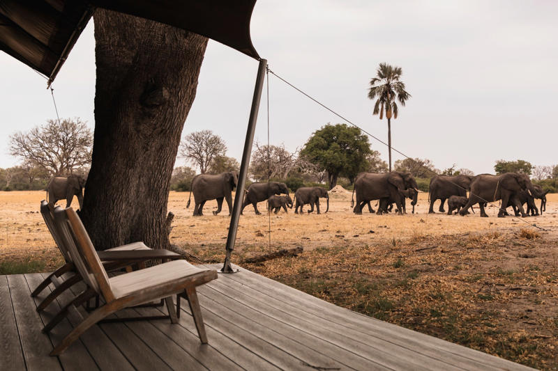 Sign up to The Getaway newsletter , ‘Watch out for the baboons’, Alternative safaris to explore in Africa (and the UK) , Bucket list experiences, The finer details: When to visit Zimbabwe