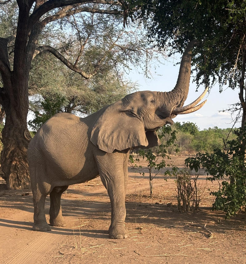 Sign up to The Getaway newsletter , ‘Watch out for the baboons’, Alternative safaris to explore in Africa (and the UK) , Bucket list experiences, The finer details: When to visit Zimbabwe