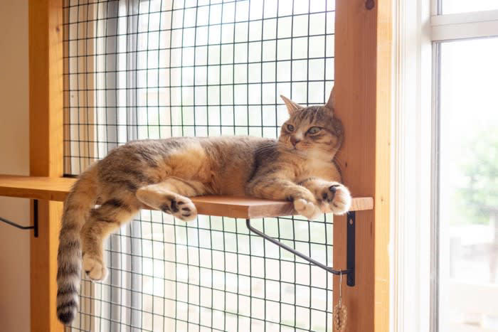 猫が脱走したときの「やることリスト」3選, 1.家の中の確認, 3.情報収集と共有, 捜索範囲を広げるときのポイント, 猫の脱走を再発させないために