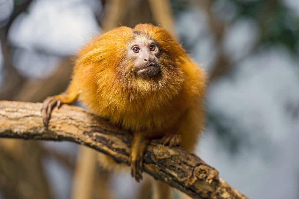11. Japanese Macaque, 10. Squirrel Monkey, 9. Vervet Monkey, 8. Golden Lion Tamarin, 7. Cotton-Top Tamarin, 6. Black Howler Monkey, 5. Mandrill, 4. White-Faced Capuchin, 3. Spider Monkey, 2. Proboscis Monkey, 1. Orangutan