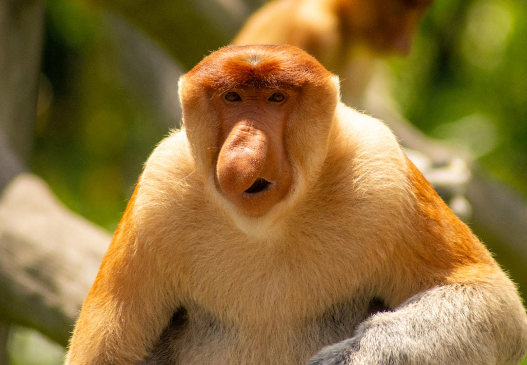 11. Japanese Macaque, 10. Squirrel Monkey, 9. Vervet Monkey, 8. Golden Lion Tamarin, 7. Cotton-Top Tamarin, 6. Black Howler Monkey, 5. Mandrill, 4. White-Faced Capuchin, 3. Spider Monkey, 2. Proboscis Monkey, 1. Orangutan