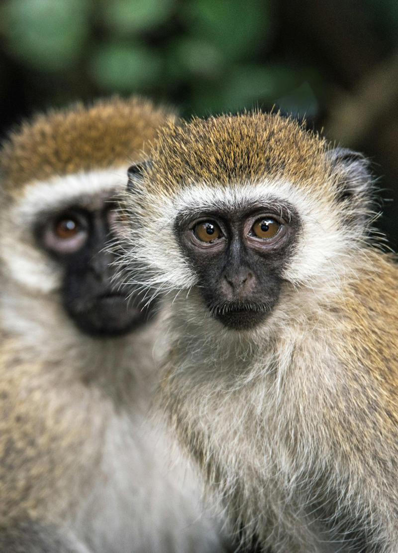 11. Japanese Macaque, 10. Squirrel Monkey, 9. Vervet Monkey, 8. Golden Lion Tamarin, 7. Cotton-Top Tamarin, 6. Black Howler Monkey, 5. Mandrill, 4. White-Faced Capuchin, 3. Spider Monkey, 2. Proboscis Monkey, 1. Orangutan