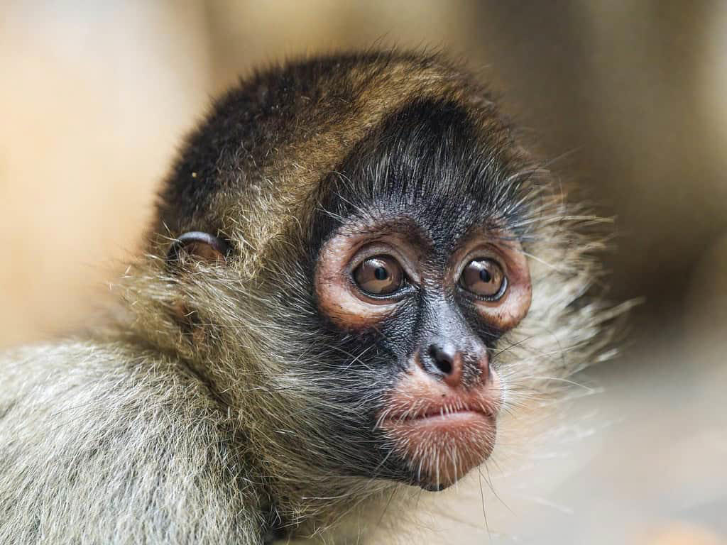 11. Japanese Macaque, 10. Squirrel Monkey, 9. Vervet Monkey, 8. Golden Lion Tamarin, 7. Cotton-Top Tamarin, 6. Black Howler Monkey, 5. Mandrill, 4. White-Faced Capuchin, 3. Spider Monkey, 2. Proboscis Monkey, 1. Orangutan