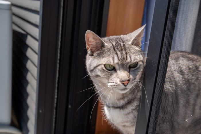 猫が脱走したときの「やることリスト」3選, 1.家の中の確認, 3.情報収集と共有, 捜索範囲を広げるときのポイント, 猫の脱走を再発させないために