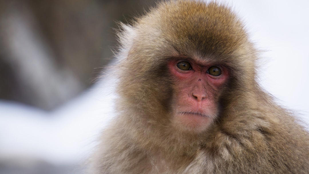 11. Japanese Macaque, 10. Squirrel Monkey, 9. Vervet Monkey, 8. Golden Lion Tamarin, 7. Cotton-Top Tamarin, 6. Black Howler Monkey, 5. Mandrill, 4. White-Faced Capuchin, 3. Spider Monkey, 2. Proboscis Monkey, 1. Orangutan