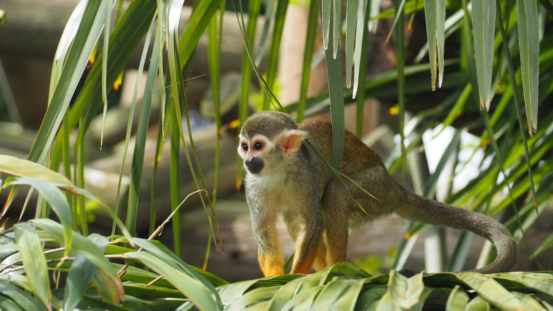 11. Japanese Macaque, 10. Squirrel Monkey, 9. Vervet Monkey, 8. Golden Lion Tamarin, 7. Cotton-Top Tamarin, 6. Black Howler Monkey, 5. Mandrill, 4. White-Faced Capuchin, 3. Spider Monkey, 2. Proboscis Monkey, 1. Orangutan