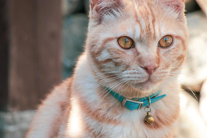 猫が脱走したときの「やることリスト」3選, 1.家の中の確認, 3.情報収集と共有, 捜索範囲を広げるときのポイント, 猫の脱走を再発させないために