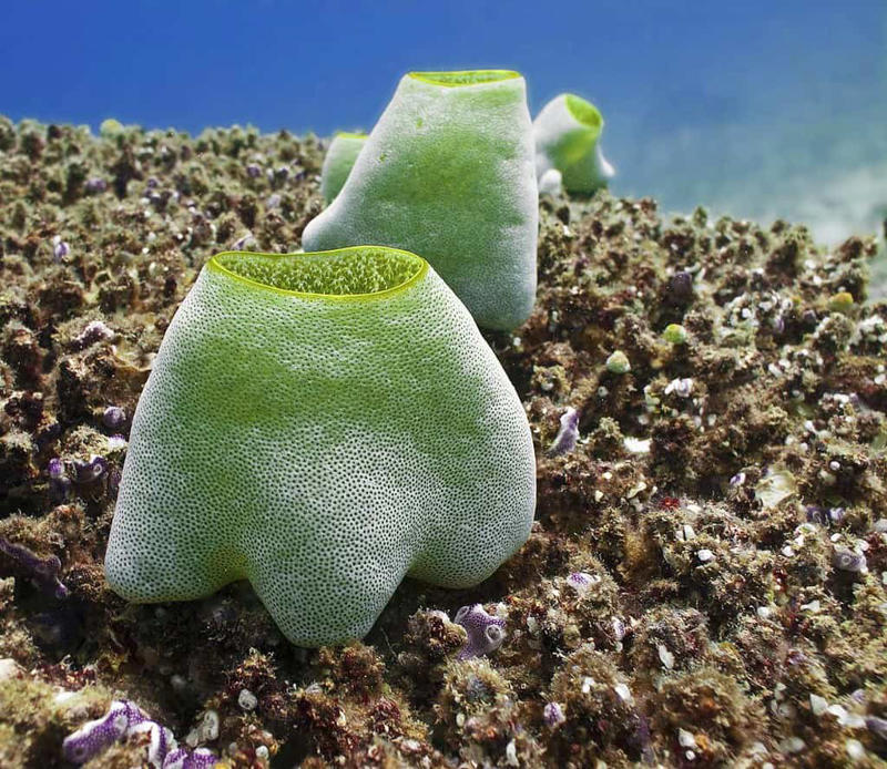 Tunicates: Brainless Adult, Brained Larvae Colonial Tunicates: Masters of Regeneration, The Regeneration Process: From Fragment to Complete Organism, Genetic Mechanisms Behind Whole-Body Regeneration, Multiple Regenerations: A Remarkable Capacity, Cellular Plasticity: The Key to Remarkable Regeneration, Evolutionary Advantages of Regeneration, Comparing Sea Squirt Regeneration to Other Animals, Medical Implications and Research Applications, Conservation Challenges and Ecological Importance, Studying Sea Squirts: Research Challenges and Breakthroughs, The Future of Regeneration Research: Inspired by Sea Squirts