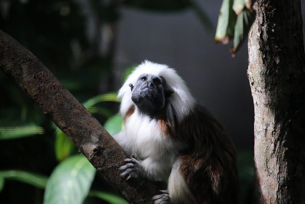 11. Japanese Macaque, 10. Squirrel Monkey, 9. Vervet Monkey, 8. Golden Lion Tamarin, 7. Cotton-Top Tamarin, 6. Black Howler Monkey, 5. Mandrill, 4. White-Faced Capuchin, 3. Spider Monkey, 2. Proboscis Monkey, 1. Orangutan