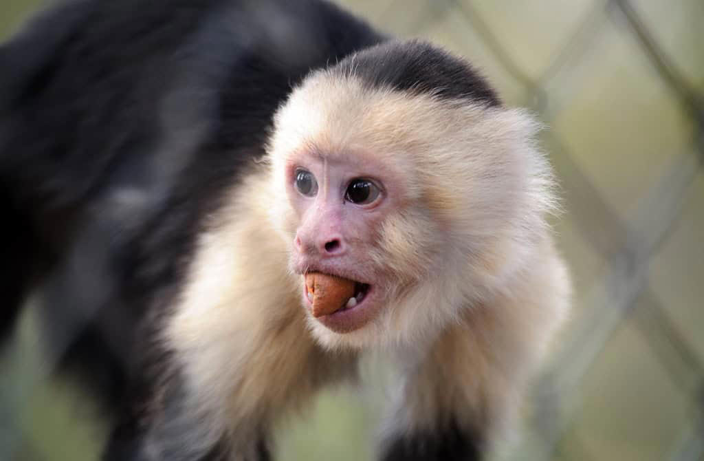11. Japanese Macaque, 10. Squirrel Monkey, 9. Vervet Monkey, 8. Golden Lion Tamarin, 7. Cotton-Top Tamarin, 6. Black Howler Monkey, 5. Mandrill, 4. White-Faced Capuchin, 3. Spider Monkey, 2. Proboscis Monkey, 1. Orangutan