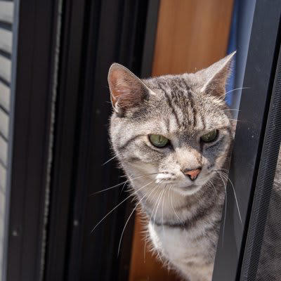 猫が脱走したときの「やることリスト」3選, 1.家の中の確認, 3.情報収集と共有, 捜索範囲を広げるときのポイント, 猫の脱走を再発させないために