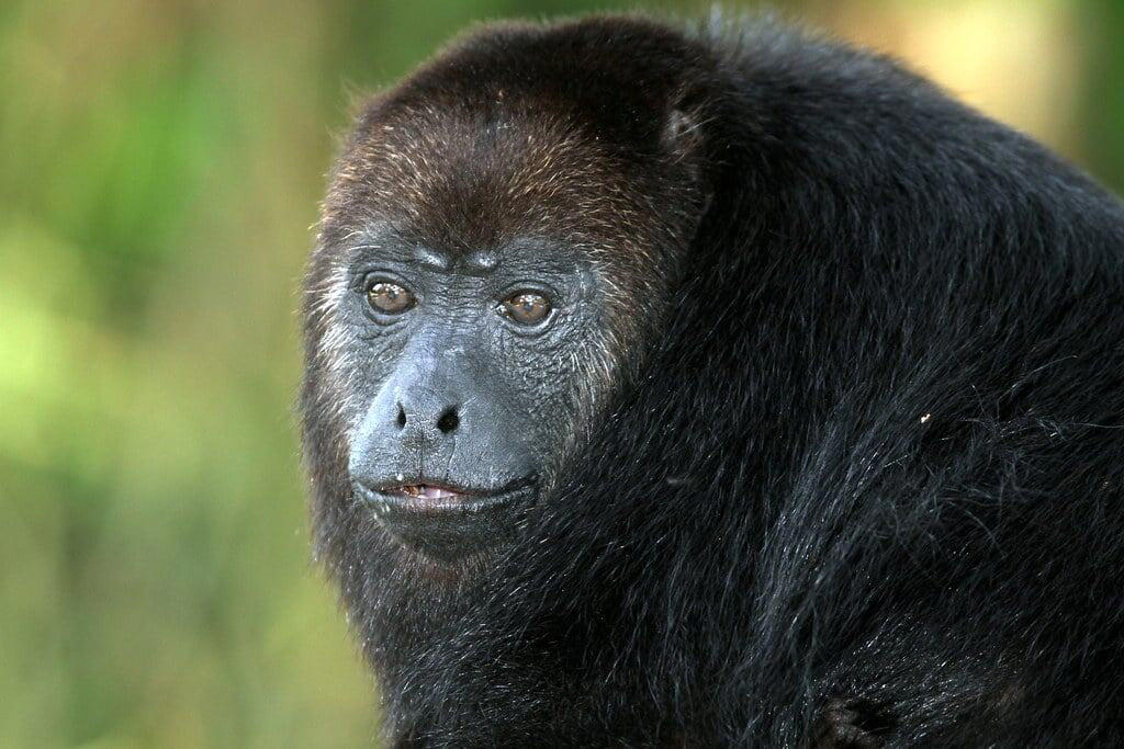 11. Japanese Macaque, 10. Squirrel Monkey, 9. Vervet Monkey, 8. Golden Lion Tamarin, 7. Cotton-Top Tamarin, 6. Black Howler Monkey, 5. Mandrill, 4. White-Faced Capuchin, 3. Spider Monkey, 2. Proboscis Monkey, 1. Orangutan