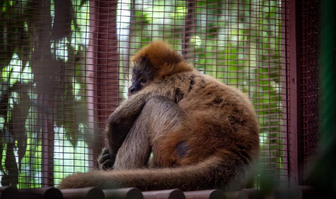 11. Japanese Macaque, 10. Squirrel Monkey, 9. Vervet Monkey, 8. Golden Lion Tamarin, 7. Cotton-Top Tamarin, 6. Black Howler Monkey, 5. Mandrill, 4. White-Faced Capuchin, 3. Spider Monkey, 2. Proboscis Monkey, 1. Orangutan